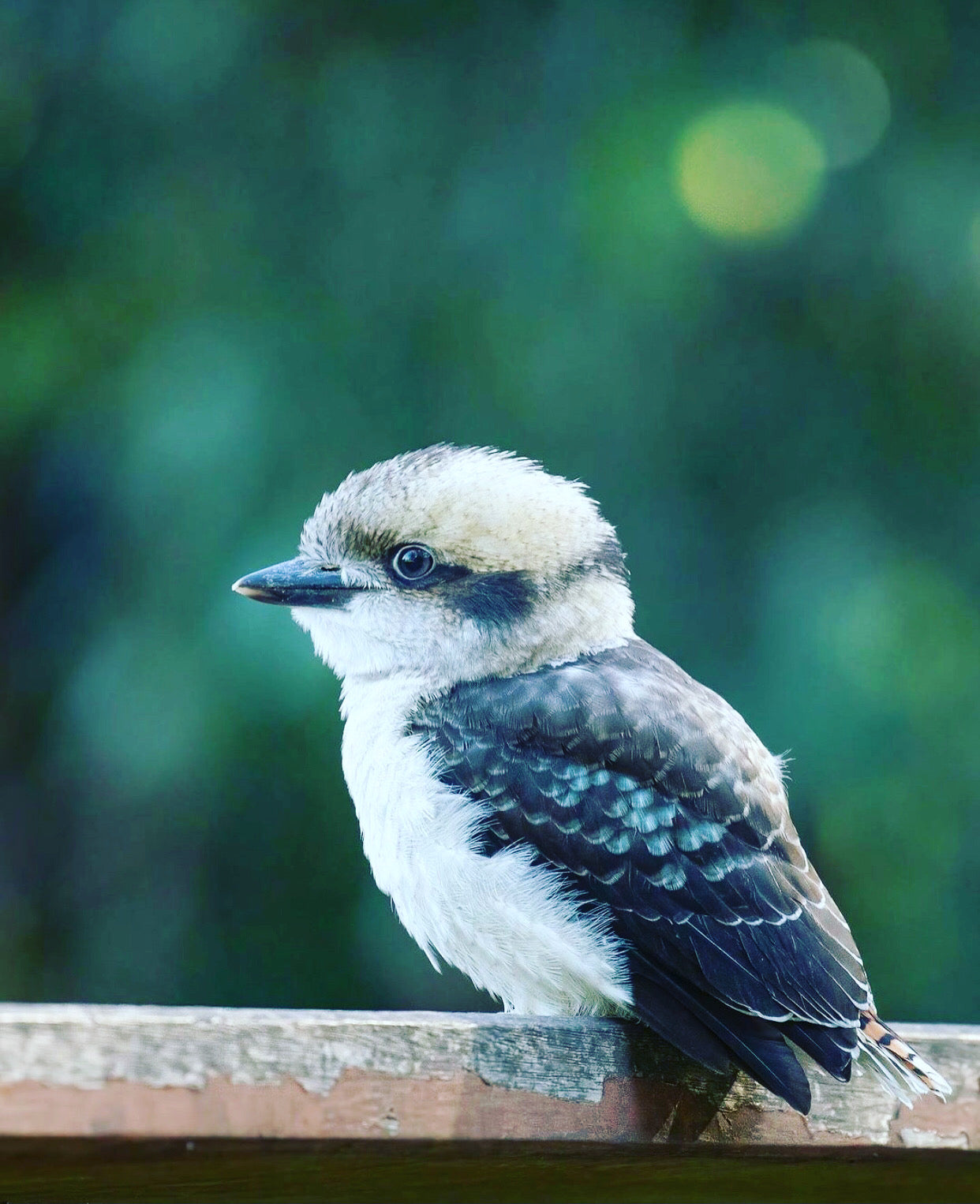 Kookaburra table lamp